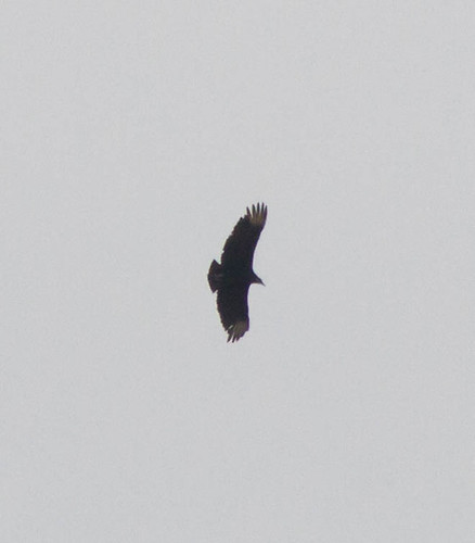 Black Vulture!