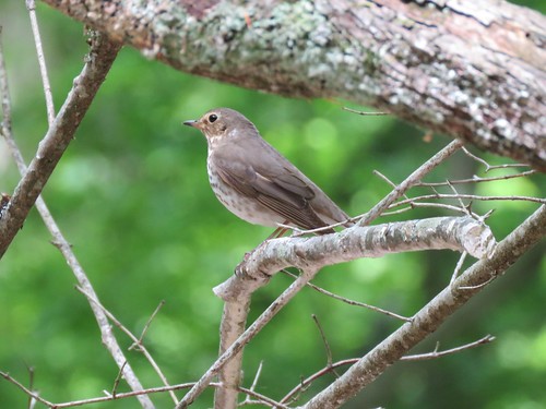 statepark bird indiana thrush mccormickscreek swainsonsthrush catharusustulatus