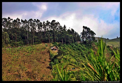 mountains coffee landscape colombia lalinea quindio ejecafetero calarca andreabriceno canont1i frauleinandrea