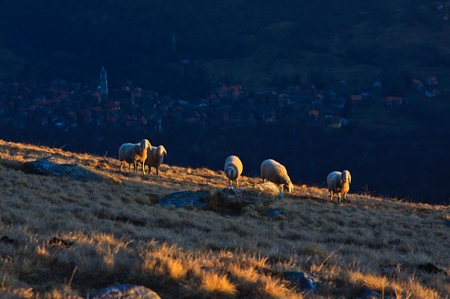 sunset shadow mountain alps grass tramonto sheep hiking ombra meadow mountaineering alpi prato montagna lombardia pecore escursionismo pascolo livo muncech altolario bodone duria peglio
