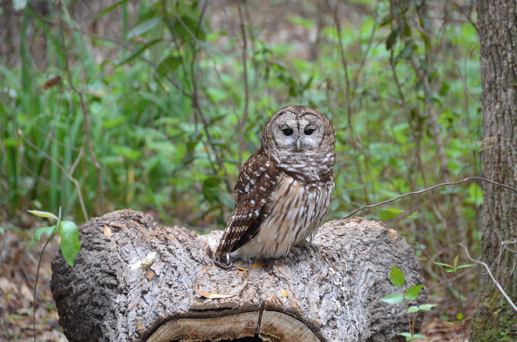 Georgia Southern University Botanical Garden Wildlife C Flickr