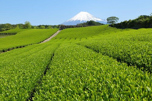 japan fuji tea mountfuji shizuoka mtfuji teaplantation imamiya