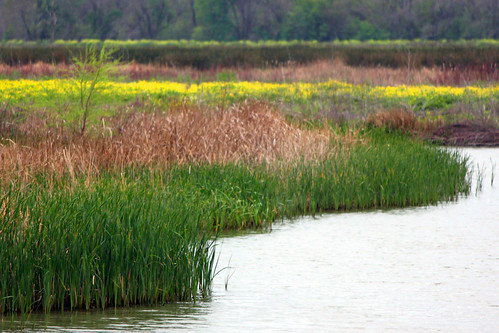 green yellow texas wetlands 2012 whatknot seagoville