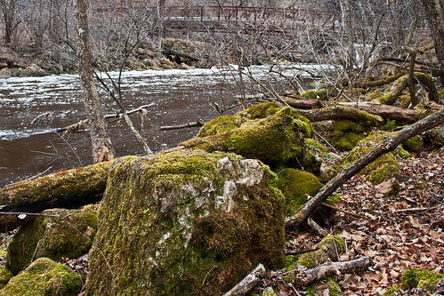 park trees nature wisconsin forest river season landscape outdoors spring woods hike willowriver willowriverstatepark