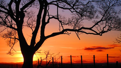 uk trees sunset england tree evening lakedistrict cumbria greenhill brampton helvellyn helvellynsunset