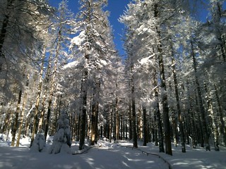 Harz-Wald