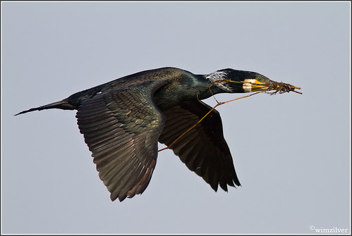 holland bird netherlands spring nederland vogels 7d cormorant lente bif oostvaardersplassen phalacrocoraxcarbo wimzilver canon300mmf4lis14ex