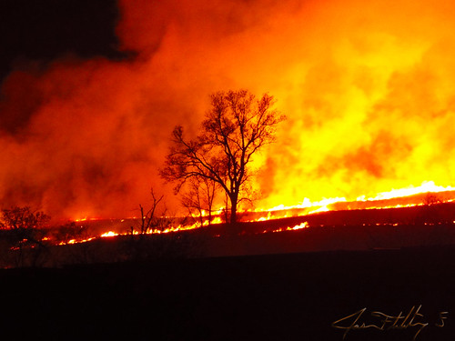 tree silhouette night fire burningfield