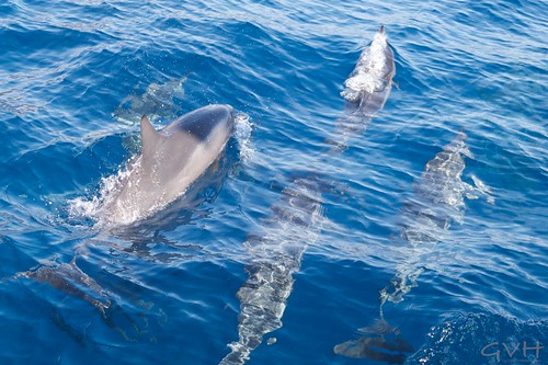 Dolphins off Lana'i (Go Visit Hawaii)