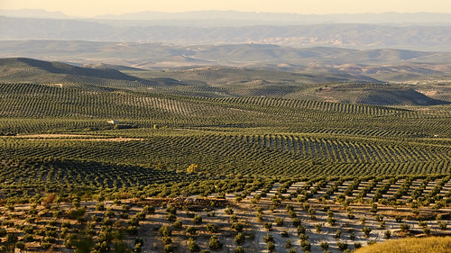 trees mountains tree landscape arbol andalucía spain nikon arboles olive paisaje olives land fields jaen scape olivos campos montañas valleys tierra valles olivo d300