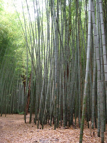 forest bamboo oconaluftee