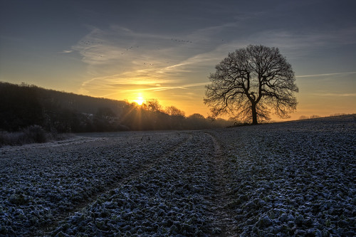 uk england sun cold tree birds sunrise unitedkingdom ground stevenage hdr canon24105mm canon450d coldandfrostymorning chesfield