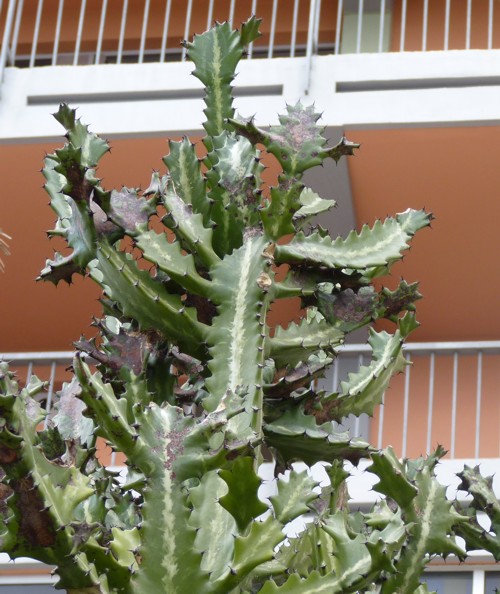 Euphorbia lactea 26211401724_885b124e83_o