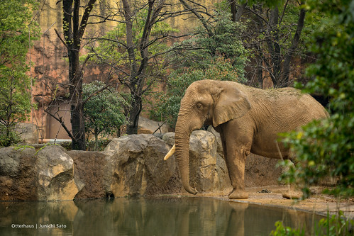 japan landscape zoo africanelephant