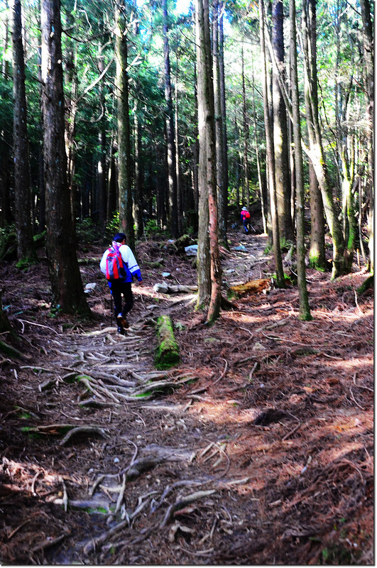 榛山森林浴步道