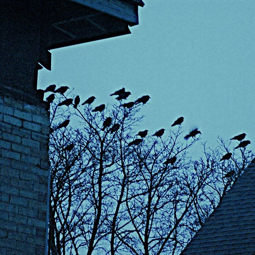 crows3