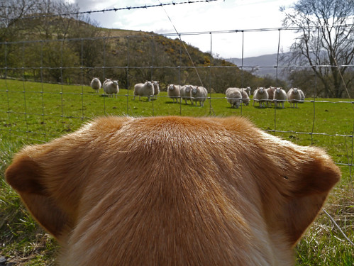 dog pet colour green wool grass outdoors scotland spring labrador sheep head farm sheepdog watching flock perthshire perth agriculture fleece