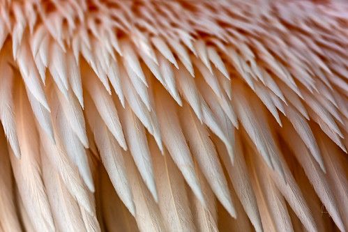 macro ex canon eos feather sigma pelican os apo pelikan f28 dg feder 180mm pelecanus greatwhitepelican rosapelikan onocrotalus hsm 5dmarkiii