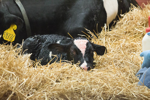 life baby cow farm birth may indiana fair oaks 2016