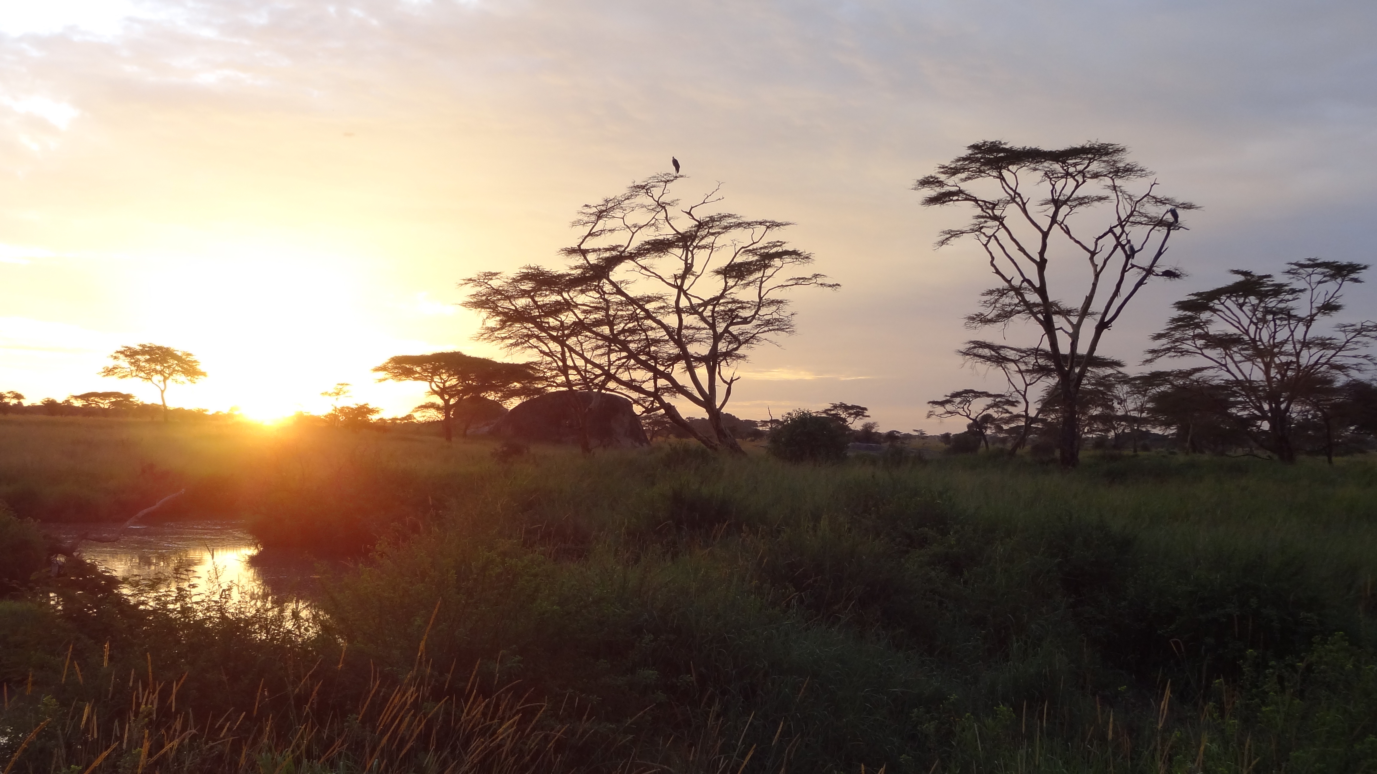 Acacia Tree at Sunrise, Serengeti National Park, Tanzania 