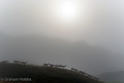 uk autumn england fog sunrise sheep pentax rings dorset hillfort badbury k10d grahamhobbs