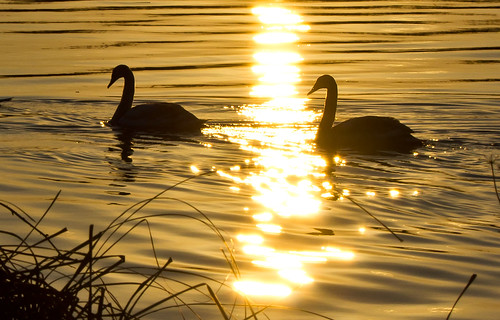 uk greatbritain sunset england sky colour reflection bird reed water beautiful animal silhouette swimming swim reflections reeds golden swan pretty waves moody colours view britain dusk gorgeous pair sony tail great norfolk beak feathers scenic feather sunny calm swans stunning norwich british lovely february splash alpha gliding dslr favourite fen animalplanet atmospheric oakley tailed clearsky glassy bullrushes reedbed splashing bullrush calmwater strumpshaw a55 thewildlife strumpshawfen flickraward avianexcellence dslt sal70400g sony70400 “flickraward” flickraward5 flickrawardgallery sonya55 theinspirationgroup