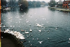 Swans in Exeter, UK