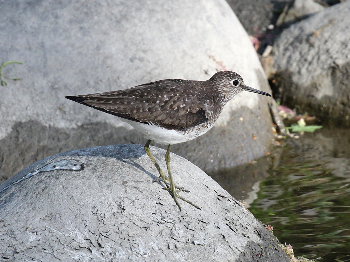 Photograph titled 'Solitary Sandpiper'