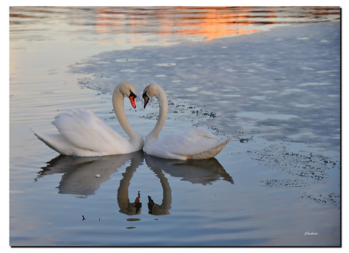 sunset lake ice water birds animals reflections lago tramonto heart uccelli swans acqua riflessi cuore animali ghiaccio cigni ghostbuster paololivornosfriends gigi49 lagopiano