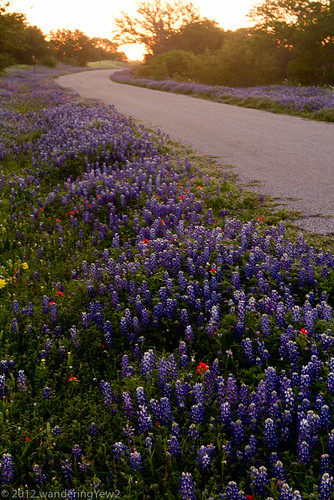 flower geotagged spring texas bluebonnet hillcountry wildflower indianpaintbrush countyroad texaswildflowers llanocounty geo:lat=3081346 geo:lon=98652022