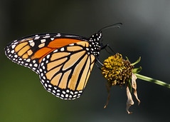 Monarch Butterfly...#8