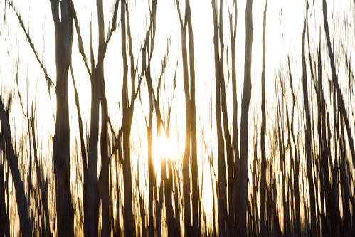 sunset sun tree evening us spring michigan unitedstatesofamerica magichour icm goldenlight mattawan intentionalcameramovement wolflakefishhatchery eos60d