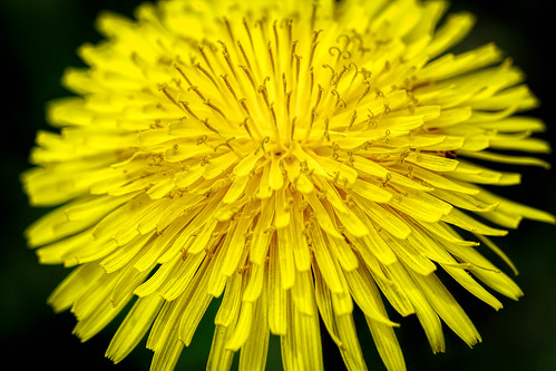 plant flower detail macro texture closeup canon weed pattern dof outdoor connecticut ct dandelion depthoffield bloom blooming organicpattern 5diii