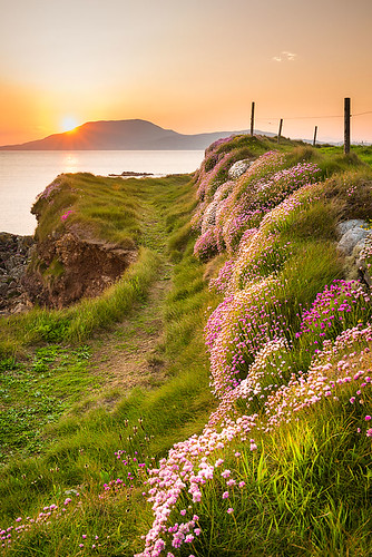 ocean flowers ireland sunset sea path walk atlantic mayo atlanticocean pathway louisburgh sunsetireland roonagh irelandtourism irelandseascape wildatlanticway