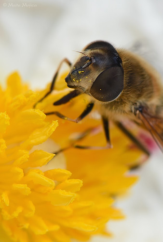 primavera flor ojos polen campo jara insecto abejorro cistus libar estambres ladanifer himenóptero néctar pringosa artrópodo