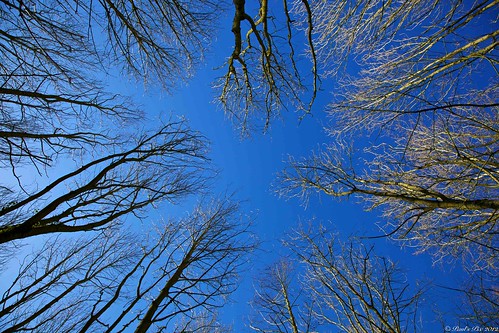 blue trees sky sunlight garden gloucestershire shade rococo painswick canonef24105mmf4lis painswickrococogarden