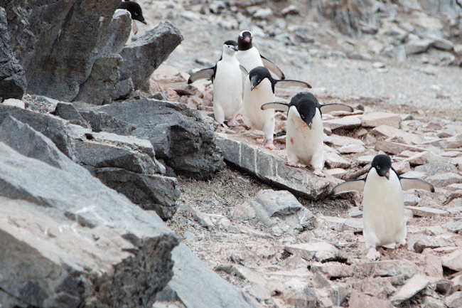 antarctica-blog-37-penguin-jump