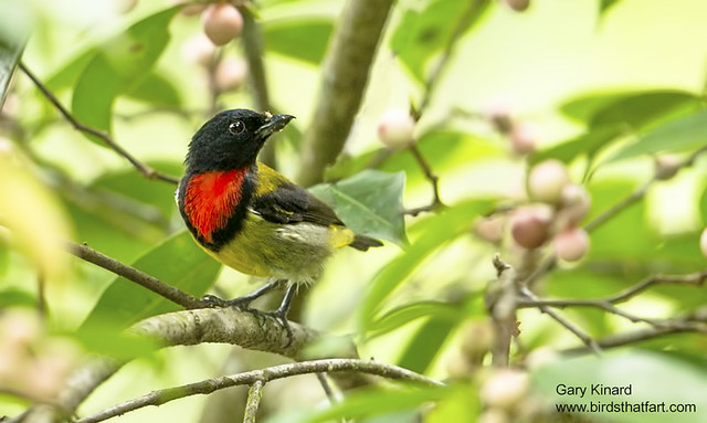 Scarlet-breasted Flowerpecker (Prionochilus thoracicus)