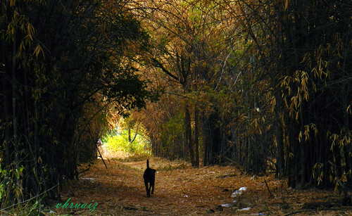 wallpaper nature beautiful cat walking photography grove walk bamboo hyderabad hcu uoh gachibowli hyderabaduniversity hruaiz
