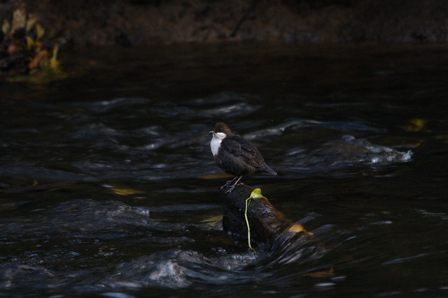 Black Bellied Dipper, Denso Marston Nature Reserve