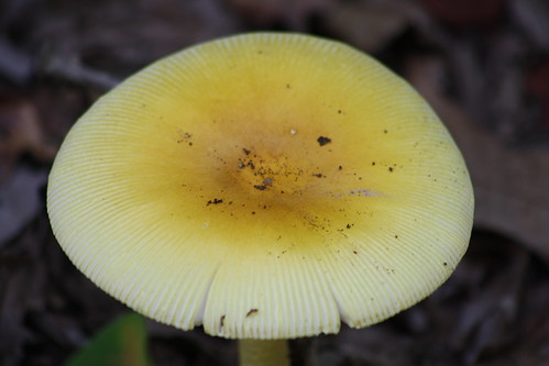 nature mushroom fungi fungus