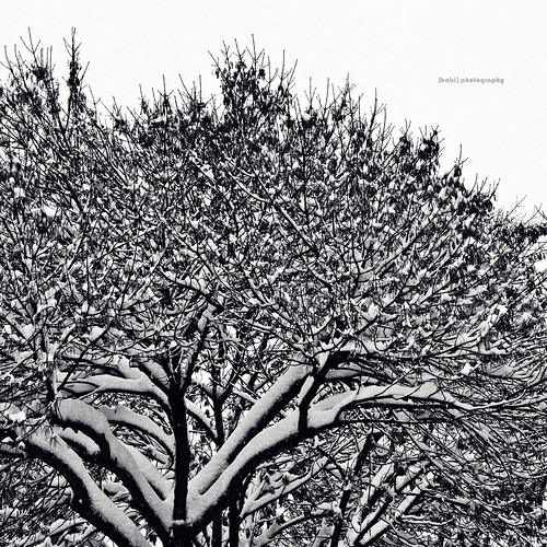 park winter blackandwhite parco snow cold tree ice nature frozen branch natura neve albero inverno ramo motionless freddo biancoenero ghiaccio
