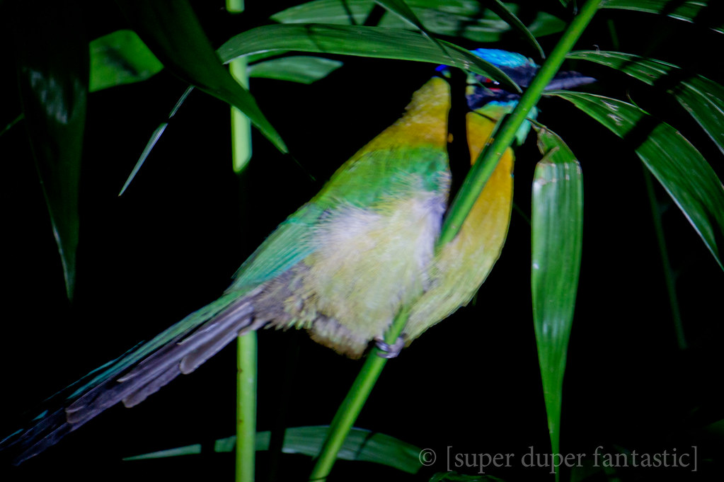 Bajo del Tigre Night Walk - Monteverde