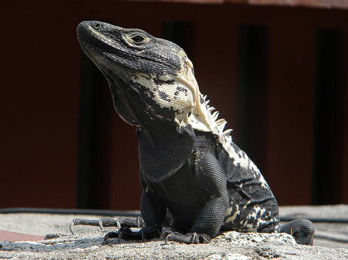 mottled iguana in Huatalco