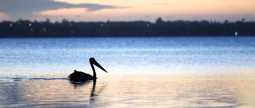 lake bird animal silhouette swimming sunrise dawn pelican tuggerahlake