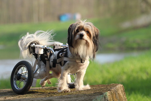 Handicapped Dog in Wheelchair