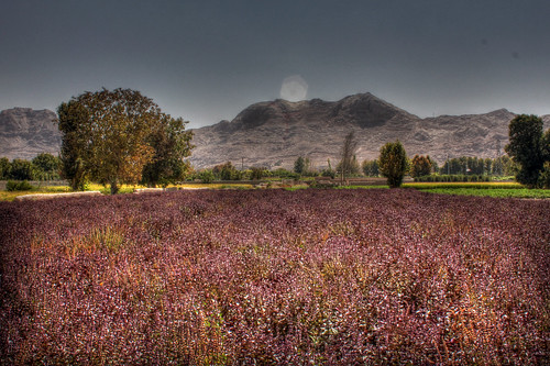 purple iran farm persia basil farmer esfahan isfahan alborz purplebasil shokrani basilfarm alborzshokrani persianbasil