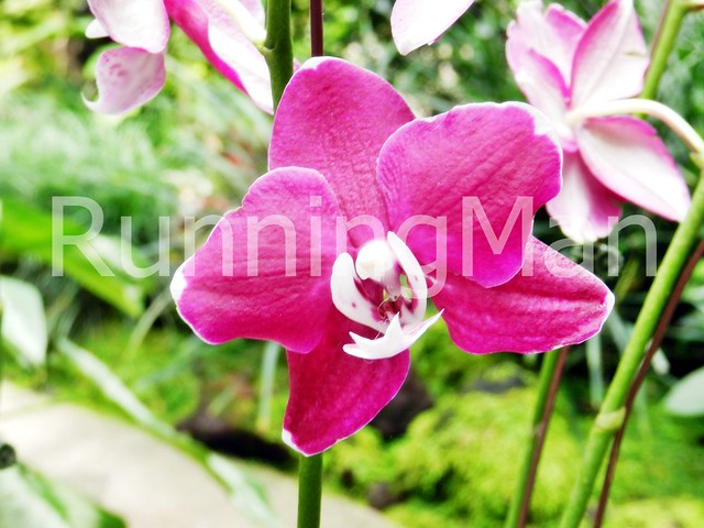 National Orchid Garden 06