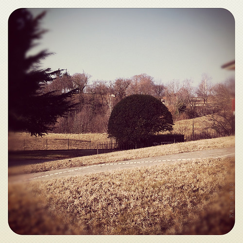 landscape bush 4 365 iphone instagram
