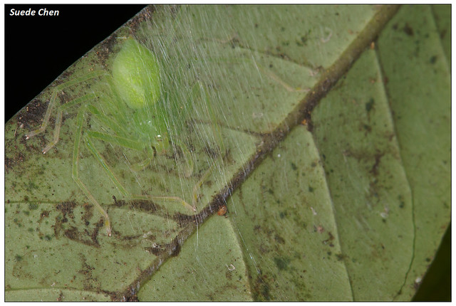 綠色小眼高腳蛛 Micrommata virescens